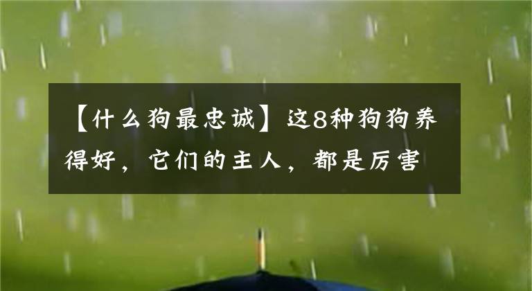 【什么狗最忠诚】这8种狗狗养得好,它们的主人,都是厉害之人