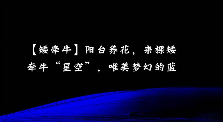 【矮牵牛】阳台养花，来棵矮牵牛“星空”，唯美梦幻的蓝紫色，四季都有花看