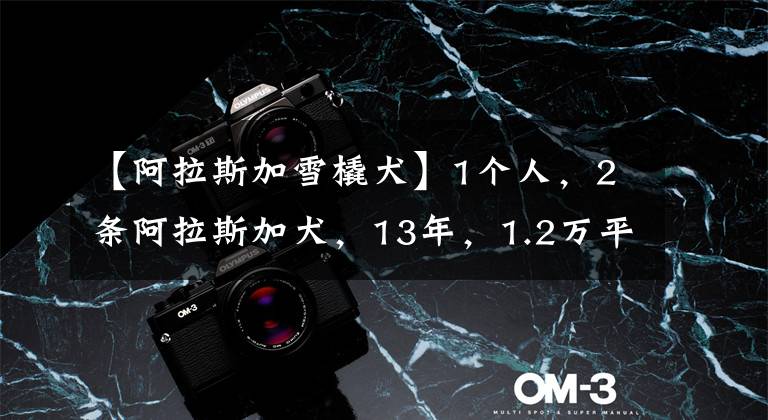 【阿拉斯加雪橇犬】1个人,2条阿拉斯加犬,13年,1.2万平方公里的"无线"守护!