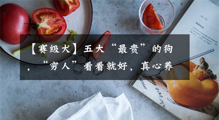 【赛级犬】五大“最贵”的狗,“穷人”看看就好,真心养不起