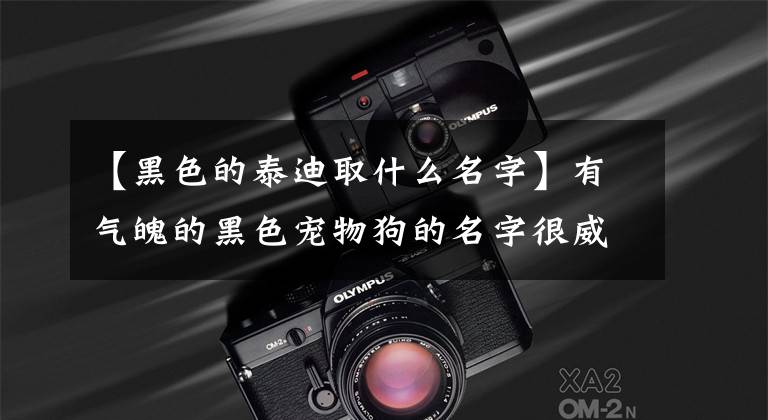 【黑色的泰迪取什么名字】有气魄的黑色宠物狗的名字很威风-可爱