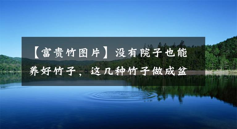 【富贵竹图片】没有院子也能养好竹子,这几种竹子做成盆景养在室内,比花还好看