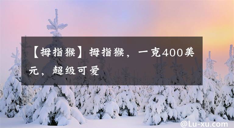 【拇指猴】拇指猴，一克400美元，超级可爱