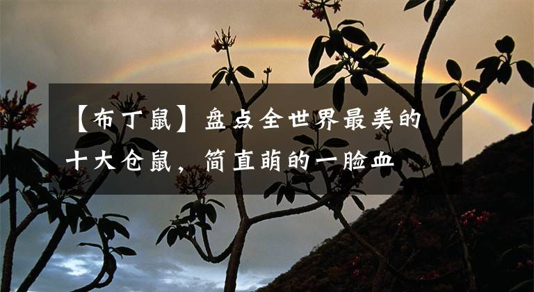 【布丁鼠】盘点全世界最美的十大仓鼠，简直萌的一脸血