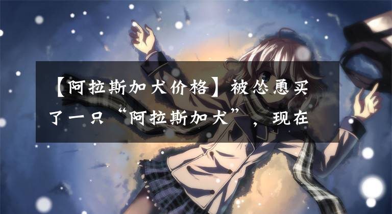 【阿拉斯加犬价格】被怂恿买了一只“阿拉斯加犬”,现在每天都想哭