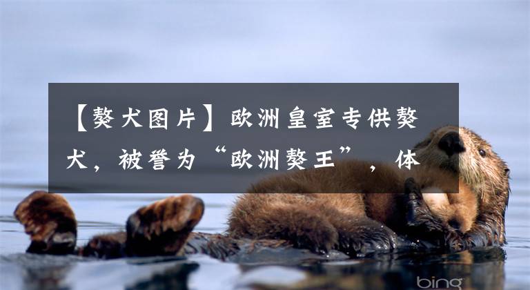 【獒犬图片】欧洲皇室专供獒犬，被誉为“欧洲獒王”，体积是藏獒的2倍