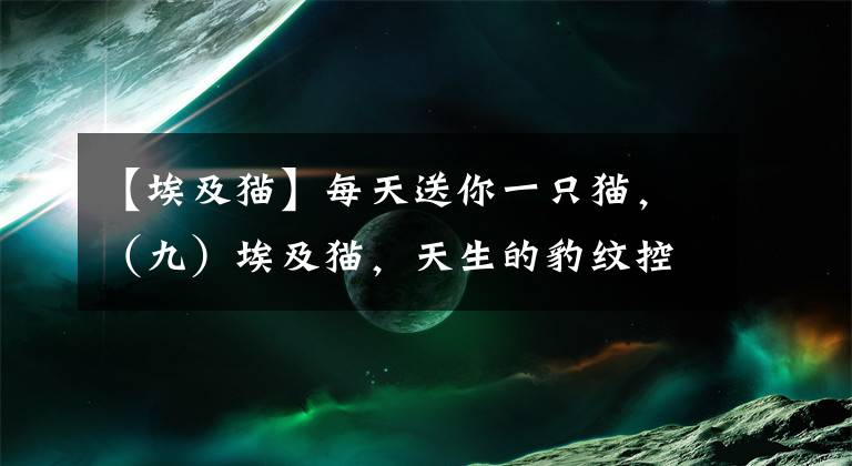 【埃及猫】每天送你一只猫,(九)埃及猫,天生的豹纹控