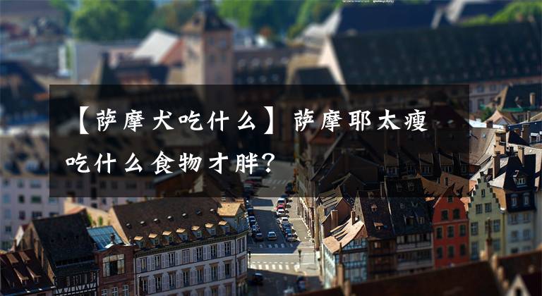 【萨摩犬吃什么】萨摩耶太瘦吃什么食物才胖？