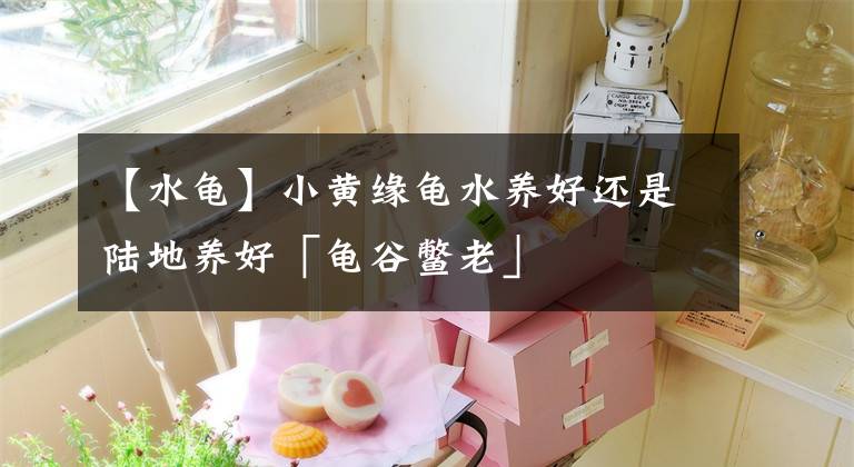 【水龟】小黄缘龟水养好还是陆地养好「龟谷鳖老」