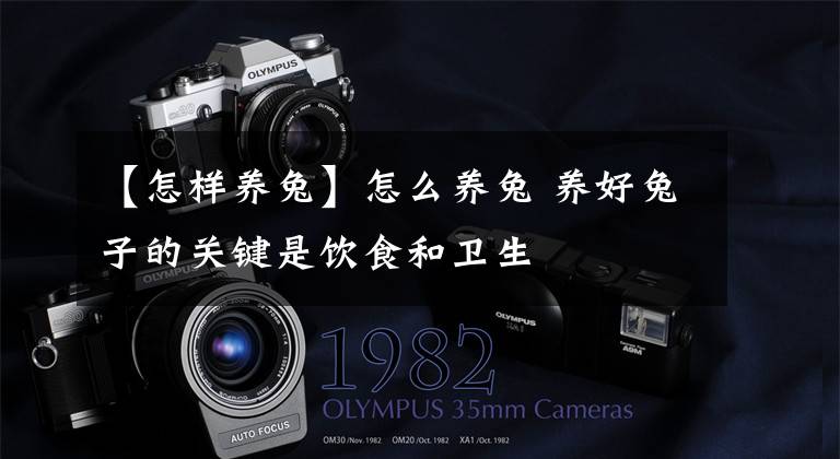 【怎样养兔】怎么养兔 养好兔子的关键是饮食和卫生
