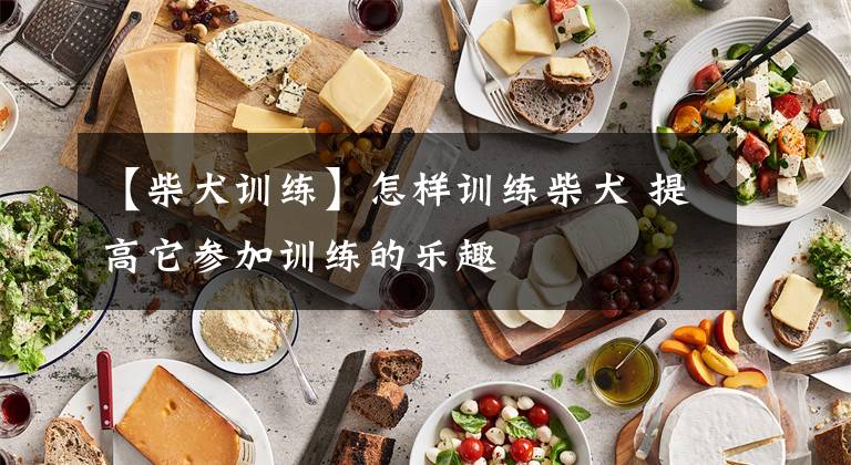 【柴犬训练】怎样训练柴犬 提高它参加训练的乐趣