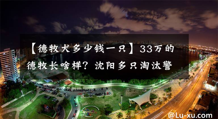 【德牧犬多少钱一只】33万的德牧长啥样？沈阳多只淘汰警犬拍出万元高价，最高33万