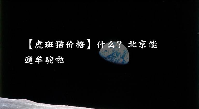 【虎斑猫价格】什么？北京能遛羊驼啦