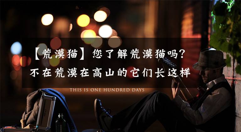 【荒漠猫】您了解荒漠猫吗?不在荒漠在高山的它们长这样