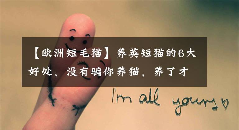 【欧洲短毛猫】养英短猫的6大好处，没有骗你养猫，养了才知道多“好”