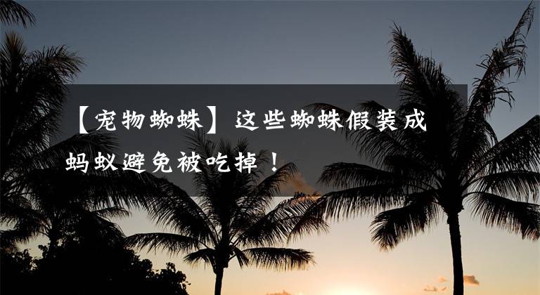 【宠物蜘蛛】这些蜘蛛假装成蚂蚁避免被吃掉!