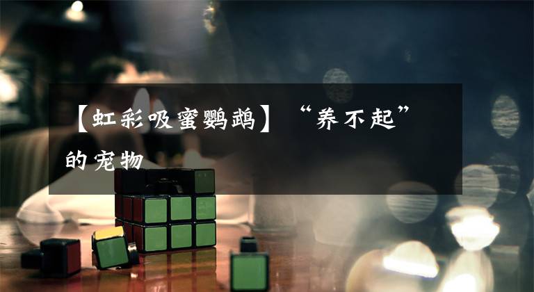 【虹彩吸蜜鹦鹉】“养不起”的宠物