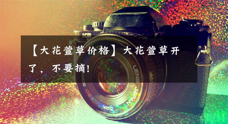 【大花萱草价格】大花萱草开了，不要摘!