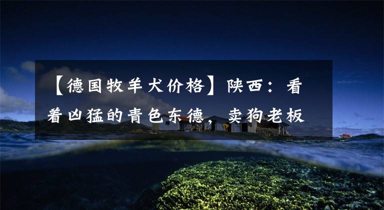 【德国牧羊犬价格】陕西:看着凶猛的青色东德,卖狗老板却说它温顺,网友:是昆明犬