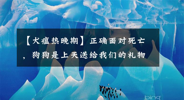 【犬瘟热晚期】正确面对死亡,狗狗是上天送给我们的礼物