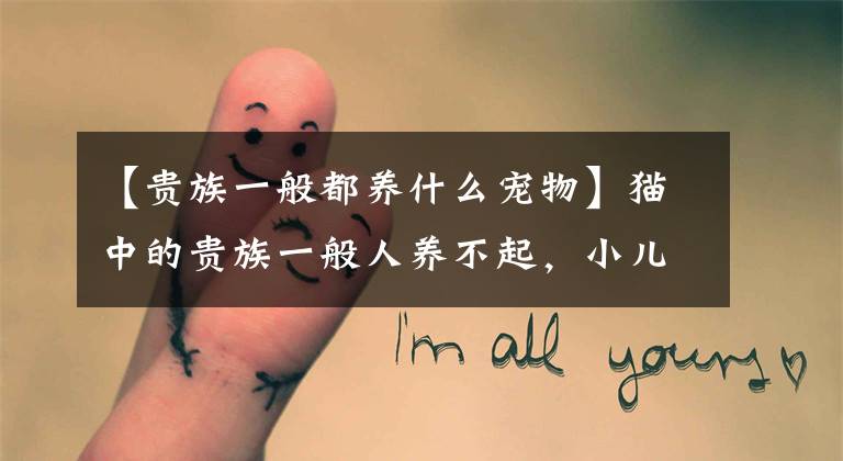 【贵族一般都养什么宠物】猫中的贵族一般人养不起,小儿子的身价都超过了一千多岁。