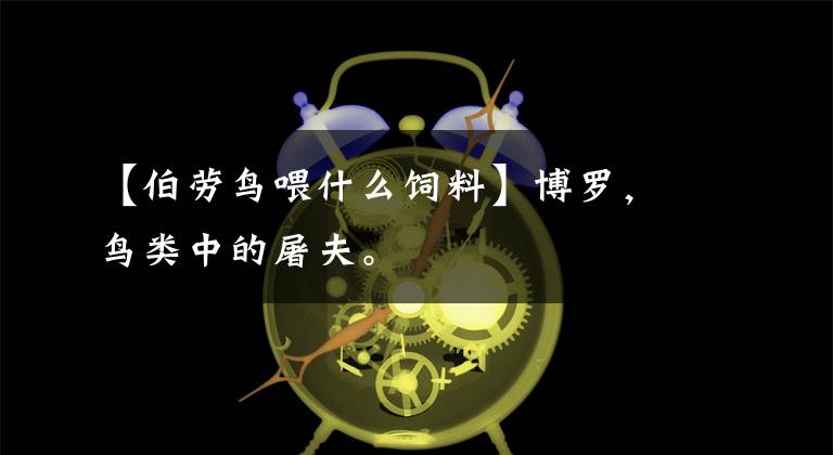 【伯劳鸟喂什么饲料】博罗,鸟类中的屠夫。