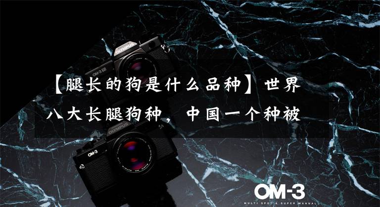 【腿长的狗是什么品种】世界八大长腿狗种,中国一个种被选为强势,但数量很少