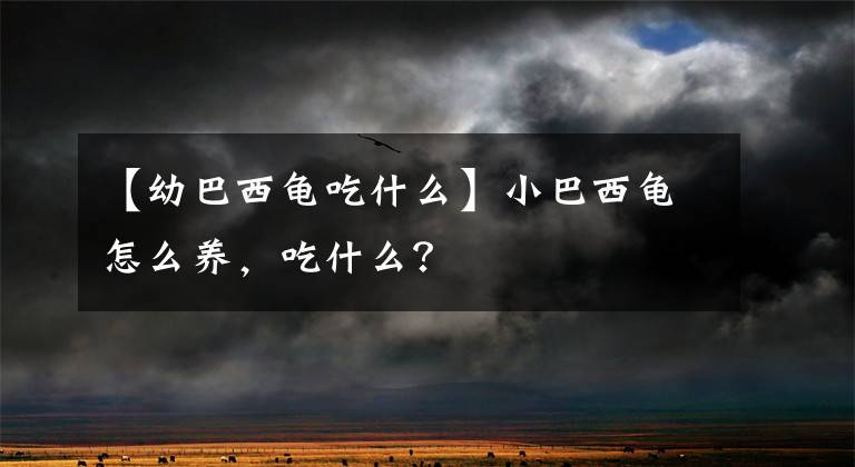 【幼巴西龟吃什么】小巴西龟怎么养,吃什么?