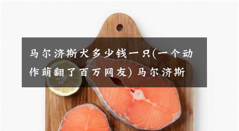 马尔济斯犬多少钱一只(一个动作萌翻了百万网友) 马尔济斯犬一只多少元