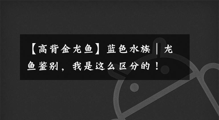【高背金龙鱼】蓝色水族｜龙鱼鉴别，我是这么区分的！