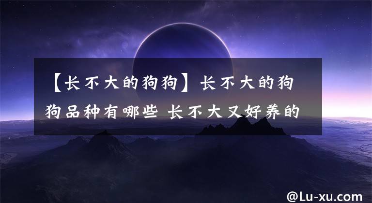 【长不大的狗狗】长不大的狗狗品种有哪些 长不大又好养的狗狗品种推荐