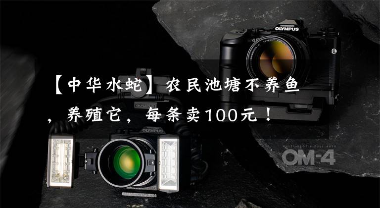 【中华水蛇】农民池塘不养鱼，养殖它，每条卖100元！