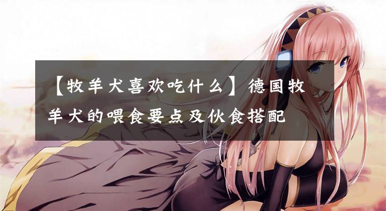 【牧羊犬喜欢吃什么】德国牧羊犬的喂食要点及伙食搭配