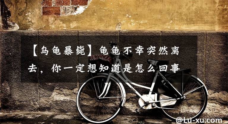 【乌龟暴毙】龟龟不幸突然离去,你一定想知道是怎么回事吧?