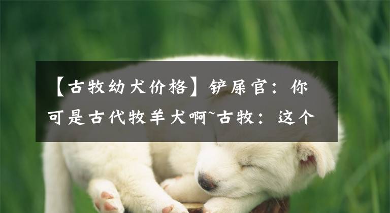 【古牧幼犬价格】铲屎官：你可是古代牧羊犬啊~古牧：这个是现代羊，没牧过不懂……