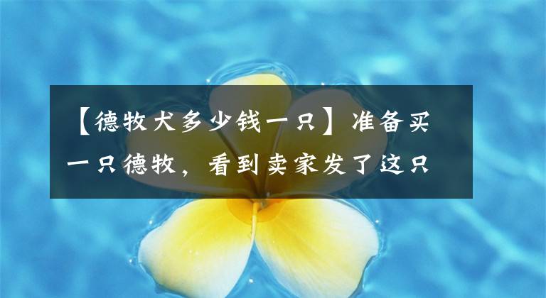 【德牧犬多少钱一只】准备买一只德牧,看到卖家发了这只小黑德牧,大家看看多少钱才合适