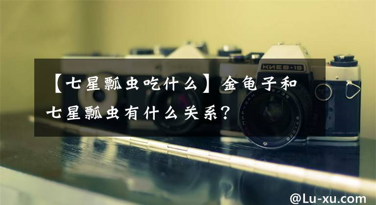 【七星瓢虫吃什么】金龟子和七星瓢虫有什么关系？