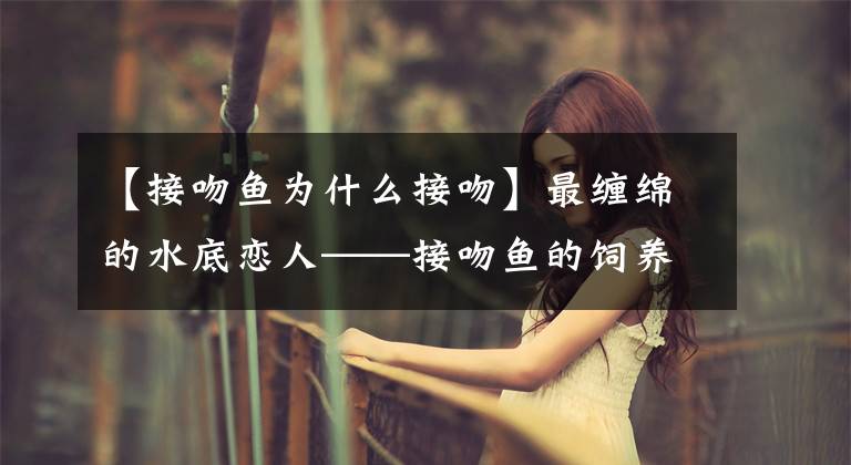 【接吻鱼为什么接吻】最缠绵的水底恋人——接吻鱼的饲养基础小知识