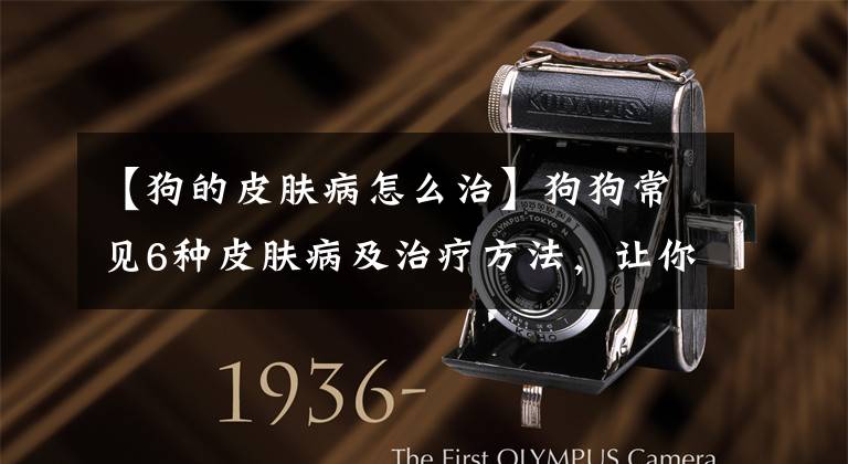 【狗的皮肤病怎么治】狗狗常见6种皮肤病及治疗方法，让你每年省2000元。建议收藏
