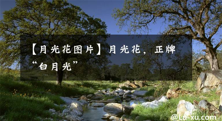 【月光花图片】月光花,正牌“白月光”