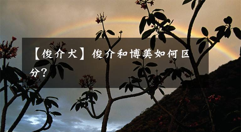 【俊介犬】俊介和博美如何区分？