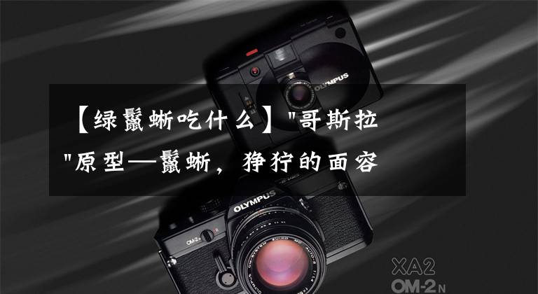 【绿鬣蜥吃什么】"哥斯拉"原型—鬣蜥,狰狞的面容下,竟藏着以素食为主的灵魂