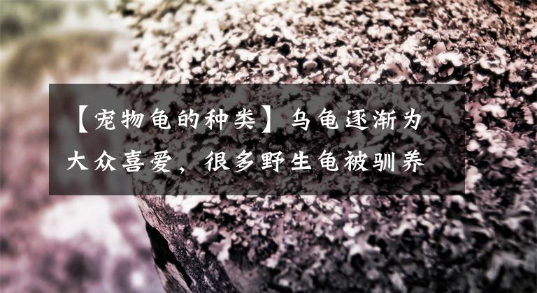 【宠物龟的种类】乌龟逐渐为大众喜爱，很多野生龟被驯养为宠物龟，乌龟有哪些品种