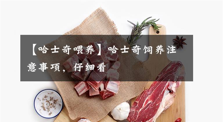 【哈士奇喂养】哈士奇饲养注意事项，仔细看