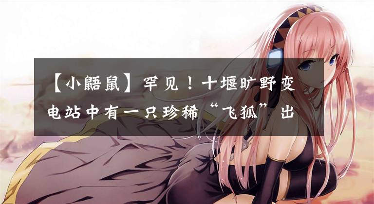 【小鼯鼠】罕见！十堰旷野变电站中有一只珍稀“飞狐”出没