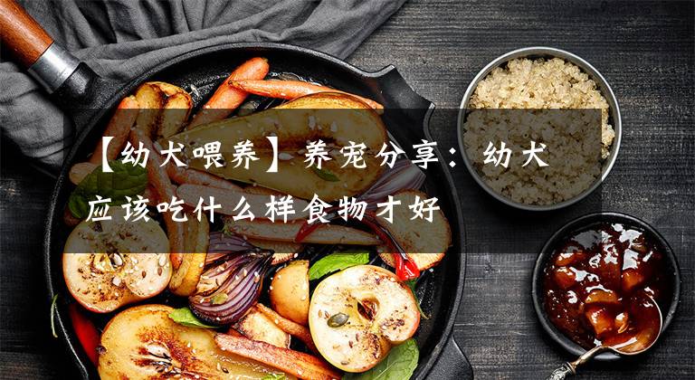 【幼犬喂养】养宠分享：幼犬应该吃什么样食物才好