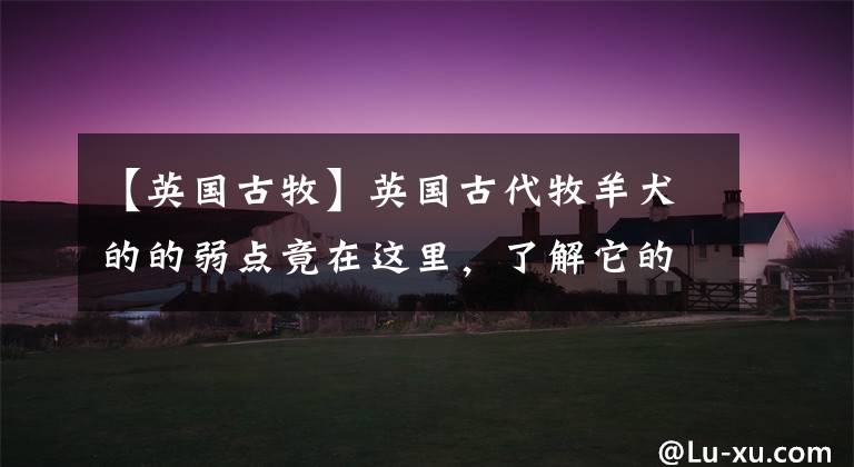 【英国古牧】英国古代牧羊犬的的弱点竟在这里,了解它的生活习性更好的保护它