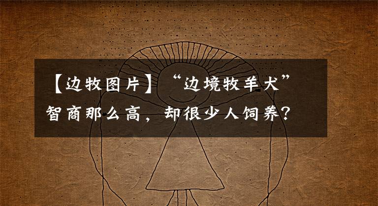 【边牧图片】“边境牧羊犬”智商那么高,却很少人饲养?只因它的6个缺点