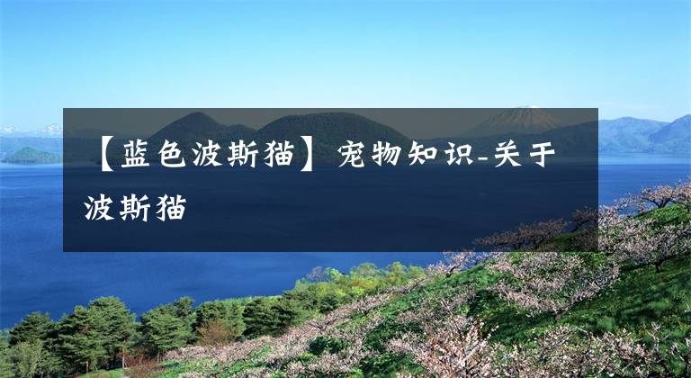 【蓝色波斯猫】宠物知识-关于波斯猫