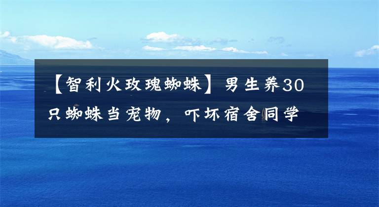 【智利火玫瑰蜘蛛】男生养30只蜘蛛当宠物，吓坏宿舍同学被举报